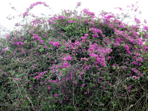 Bougainvillea.